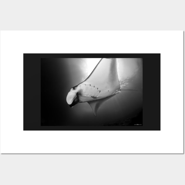 Manta Ray B&W Wall Art by SCUBAddict